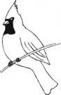 Cardinals mascot