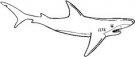 Sharks mascot